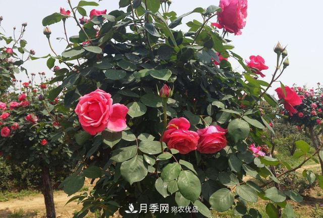 怎么養(yǎng)護好月季樹？做好這幾點，開花朵朵不倒伏(圖2)