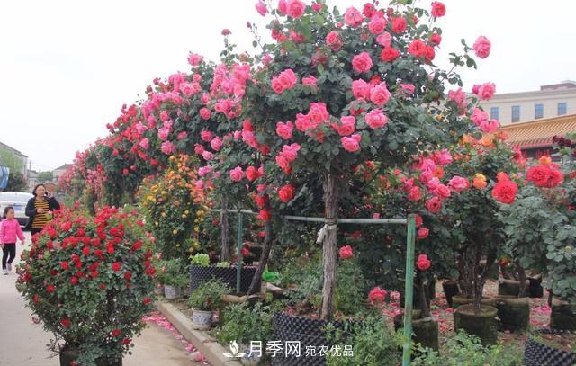 怎么養(yǎng)護好月季樹？做好這幾點，開花朵朵不倒伏(圖3)
