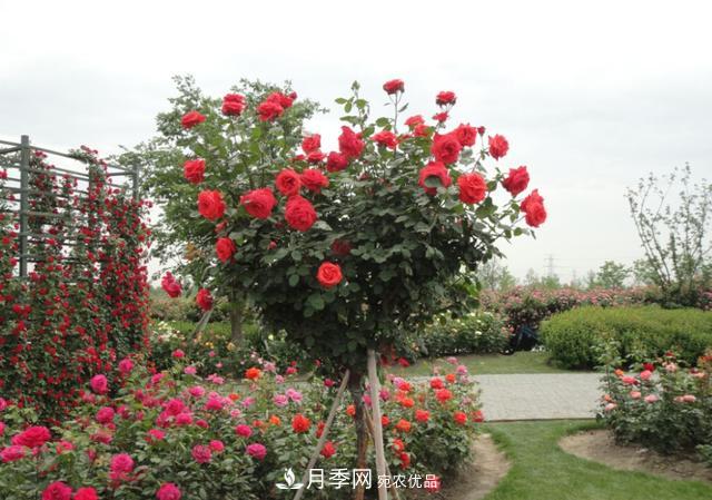 怎么養(yǎng)護好月季樹？做好這幾點，開花朵朵不倒伏(圖4)