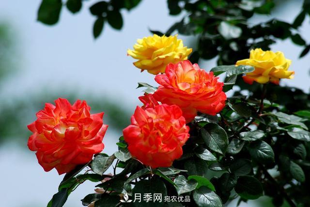 月季全年12個月的養(yǎng)護指南，月季花會開得又大又多！(圖1)