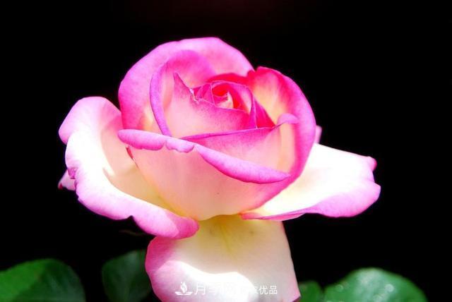 月季全年12個月的養(yǎng)護指南，月季花會開得又大又多！(圖2)