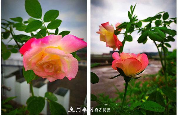 炎熱的7月，月季花夏天能暴曬嗎(圖1)