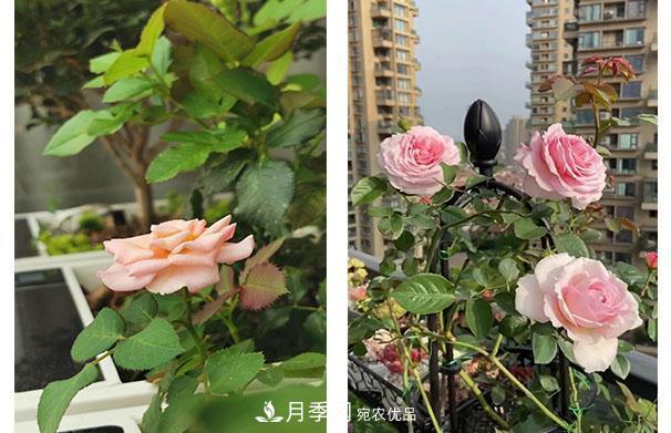 炎熱的7月，月季花夏天能暴曬嗎(圖2)