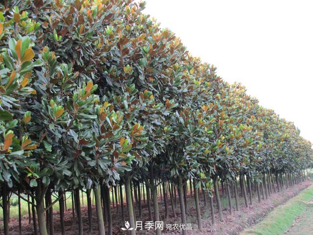 200畝以下的小苗圃，這樣經(jīng)營才能出彩(圖1)