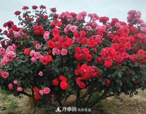 月季樹怎么長成的？這個(gè)快速成型技巧，不學(xué)虧大了(圖3)