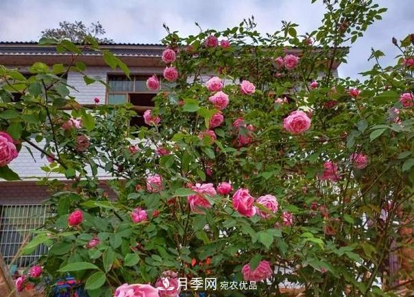 月季樹怎么長成的？這個(gè)快速成型技巧，不學(xué)虧大了(圖4)