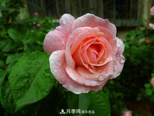 3招怎么判斷月季是否肥害了？月季少傷害！(圖1)