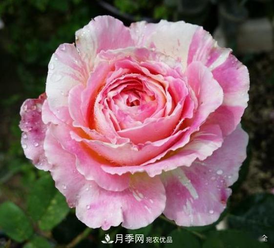 3招怎么判斷月季是否肥害了？月季少傷害！(圖4)