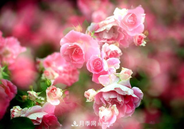 3招怎么判斷月季是否肥害了？月季少傷害！(圖3)
