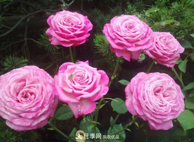 3招怎么判斷月季是否肥害了？月季少傷害！(圖2)