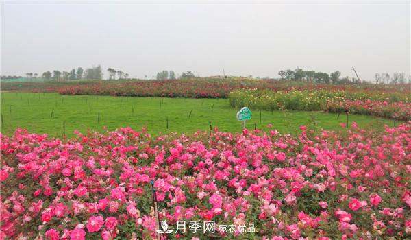 豐花月季常用品種？城市綠化適合用多花月季(圖1)
