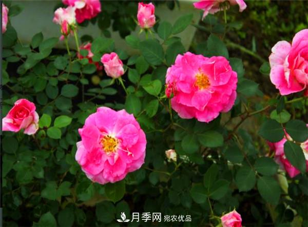 豐花月季常用品種？城市綠化適合用多花月季(圖2)