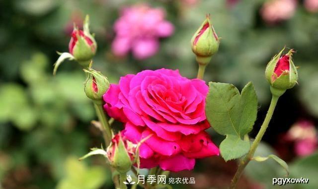 夏天月季不剪枝，冬天不施肥，養(yǎng)月季的都知道，再教你這幾點(圖1)