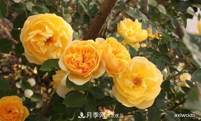 夏天月季不剪枝，冬天不施肥，養(yǎng)月季的都知道，再教你這幾點(圖3)