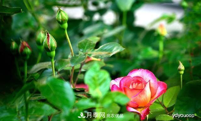 夏天月季不剪枝，冬天不施肥，養(yǎng)月季的都知道，再教你這幾點(圖2)