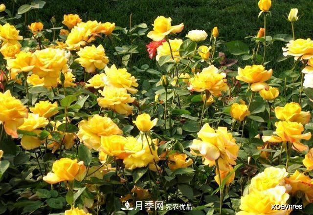 夏天月季不剪枝，冬天不施肥，養(yǎng)月季的都知道，再教你這幾點(圖4)