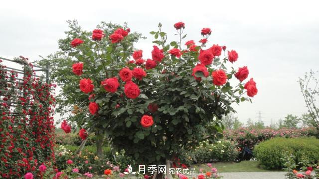 樹(shù)型月季好養(yǎng)嗎？比普通月季花強(qiáng)在哪里？適合家里養(yǎng)嗎(圖1)