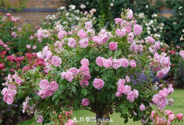 樹(shù)型月季好養(yǎng)嗎？比普通月季花強(qiáng)在哪里？適合家里養(yǎng)嗎(圖2)