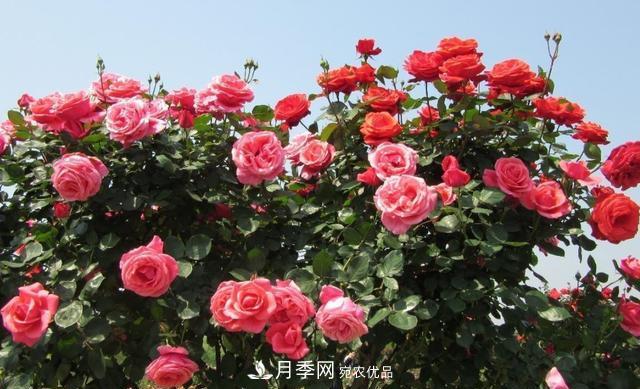 樹(shù)型月季好養(yǎng)嗎？比普通月季花強(qiáng)在哪里？適合家里養(yǎng)嗎(圖3)