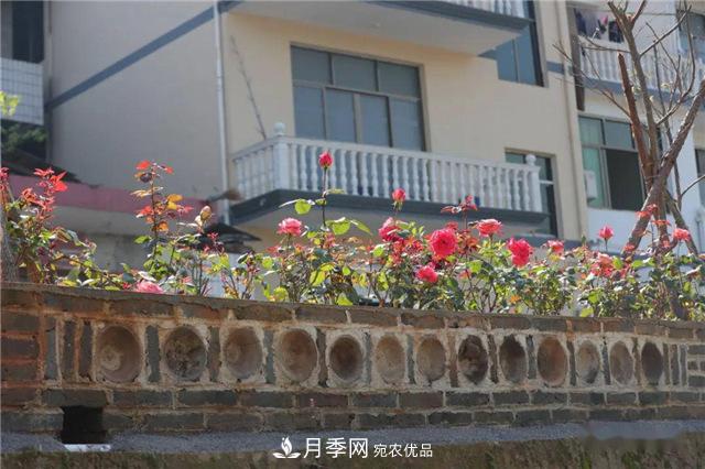 福建南平松溪縣 月季盛開(kāi) “靚”化鄉(xiāng)村(圖2)