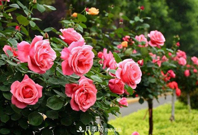 福建福州適合種植月季嗎？(圖1)
