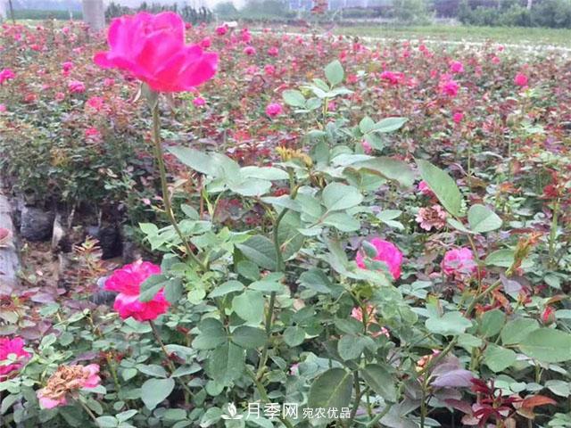 福建福州適合種植月季嗎？(圖4)