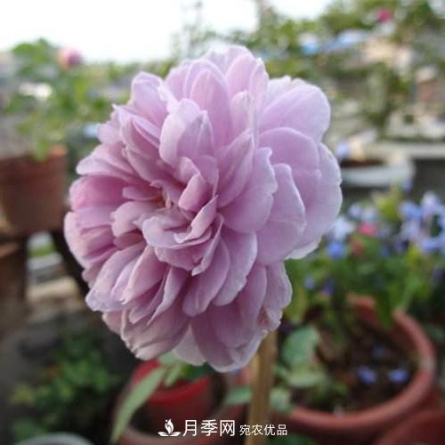 兩廣福建應(yīng)該種什么月季品種？(圖2)