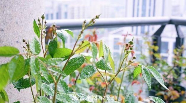 夏季一下完雨，蚜蟲就爬上月季，想要消滅它，趕緊看這里(圖2)