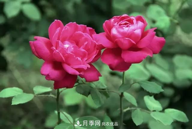 夏季月季休眠了？不要怕，這三步來叫醒它！(圖2)