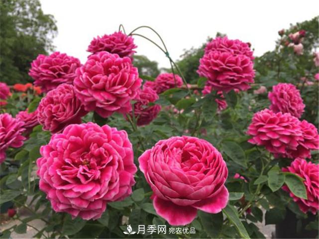 夏季月季休眠了？不要怕，這三步來叫醒它！(圖1)