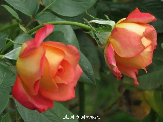夏季月季休眠了？不要怕，這三步來叫醒它！(圖3)