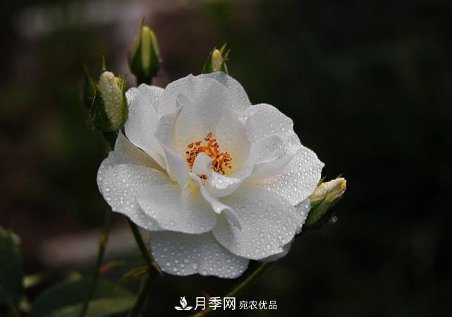 夏天月季不開花，這個(gè)小訣竅讓你年年花朵爆滿盆！(圖1)
