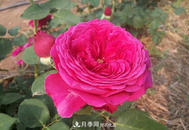 夏天月季不開花，這個(gè)小訣竅讓你年年花朵爆滿盆！(圖2)