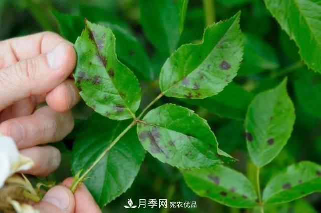 夏季月季常害這種病，梅雨季節(jié)尤其要注意！(圖1)
