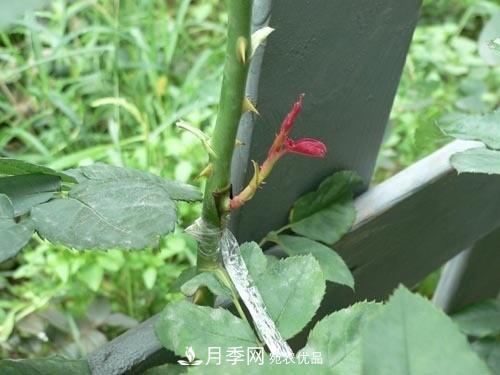 想要多色月季花？一個方法滿足你(圖1)