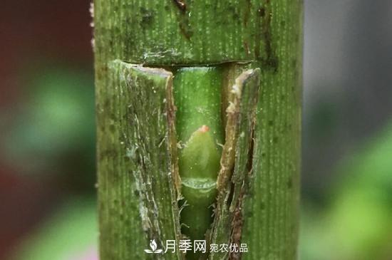 想要多色月季花？一個方法滿足你(圖3)