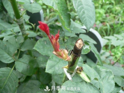 想要多色月季花？一個方法滿足你(圖2)