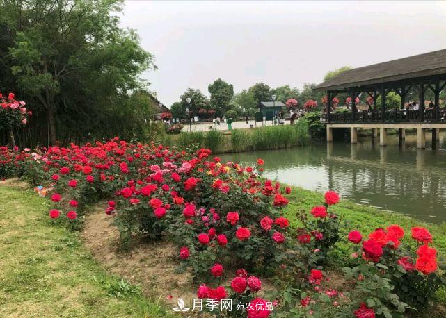 中國三大月季名園，愛月季的你一定要去的三大月季園！(圖3)