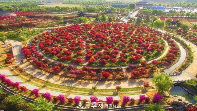 中國十大月季園盤點！賞月季不能錯過(圖2)