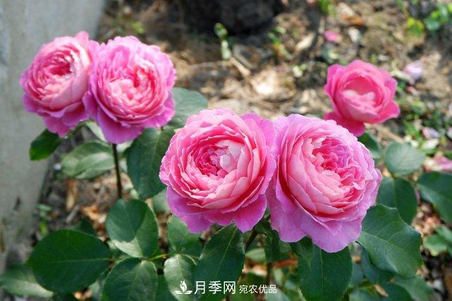夏季盆栽月季養(yǎng)護要點都在這里了！(圖1)