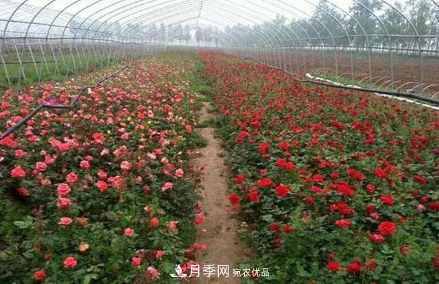 花木人，你所不知道的月季小苗價格(圖2)