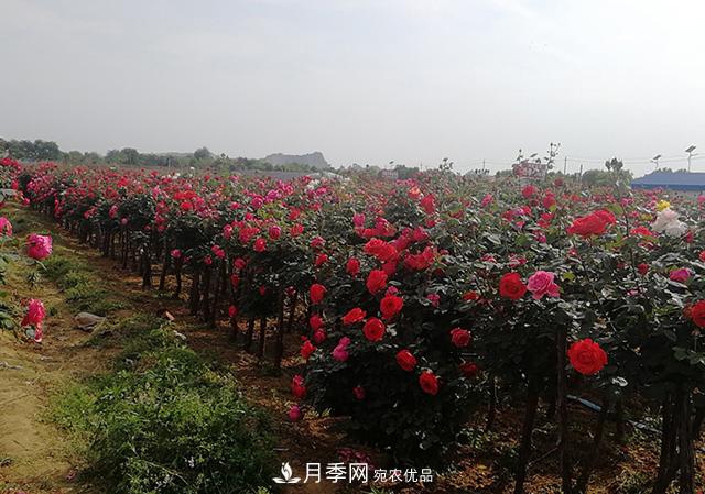 樹狀月季***新批發(fā)價格！風(fēng)靡高端月季市場的月季樹好在呢？(圖3)
