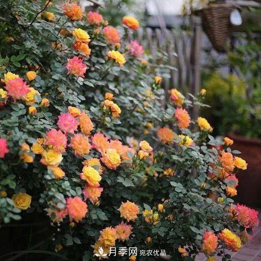 這幾款月季品種，你可能聽都沒聽說過！(圖3)
