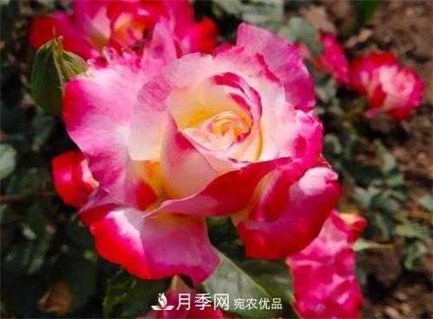 8款好聞好養(yǎng)的月季花，香氣濃郁開花滿屋香(圖8)