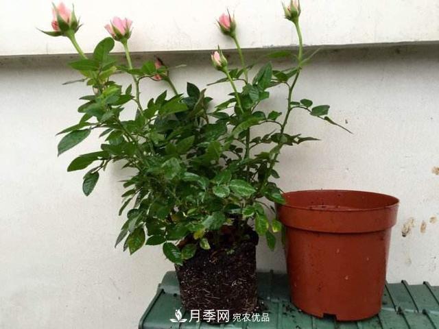 夏季月季悶根要換盆？注意這幾點能少走彎路(圖2)