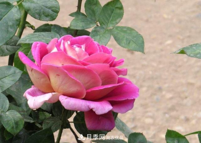 夏季月季悶根要換盆？注意這幾點能少走彎路(圖1)
