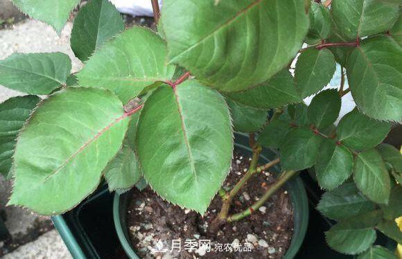 夏季月季悶根要換盆？注意這幾點能少走彎路(圖3)