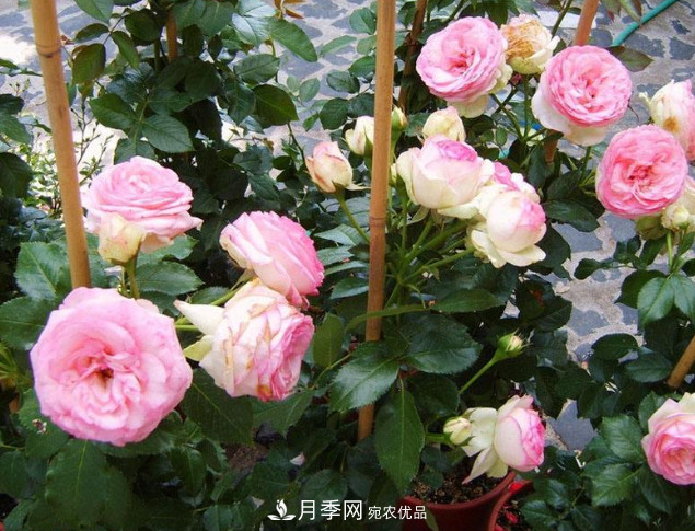 想要月季在秋季爆盆？夏季的這件事要提前準備(圖1)