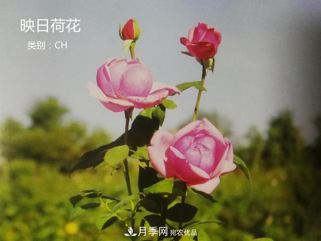 月季花有兩萬多個品種，它的類別原來是這樣劃分的(圖2)