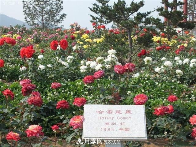 月季花有兩萬多個品種，它的類別原來是這樣劃分的(圖1)